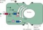 Copper metabolism in the hepatocyte