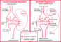 Abnormal SOD1 and glutamate excitotoxicity