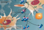 reactive oxygen species toxicity in ALS
