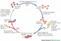 The ubiquitin pathway and Parkinson disease