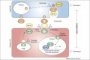 Notch signaling