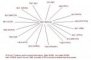 BCL6 partners in B-cell lymphoma