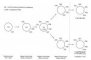 T lymphocytes differenciation