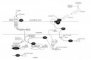 TGF signaling