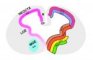 GLI3 in cerebral development