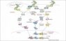 TLR2-, TLR3- and TLR4-mediated signaling.