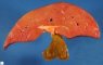 Liver and gallbladder